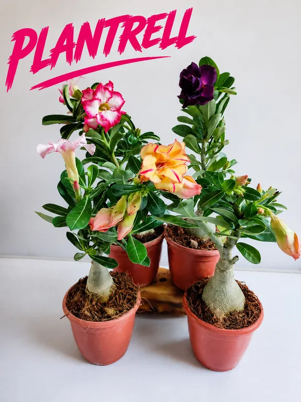 Adenium_Plant_Combo_Pack_Of_4_Multicolor_Desert_Rose_Flowering_Plants