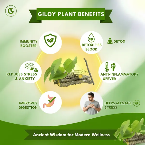 Herbal_Giloy_Detox_Foot_Patch_(_Buy_1_Get_1_Free=_Pack_Of_2)