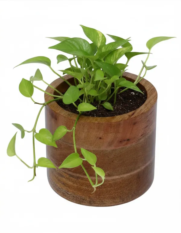 Mango_Wood_Small_Planter