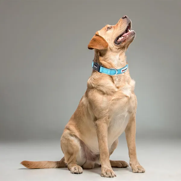 Reflective_Nylon_Dog_Collar_With_Tactical_Buckle