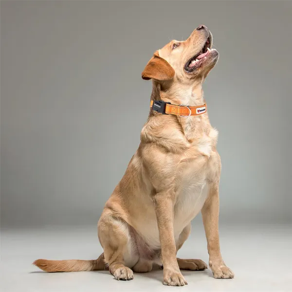 WOOFLIX_Reflective_Dog_Collar_For_Training_And_Walks