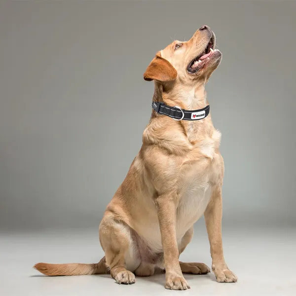 Dog_Leash_And_Collar_Combo_Set