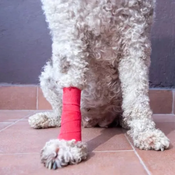 Cohesive_Bandage_Wrap
