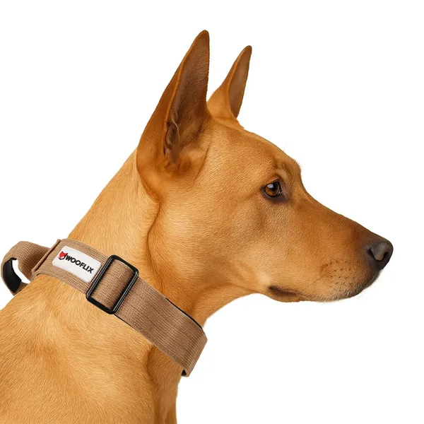 Metal_Buckle_Nylon_Dog_Collar