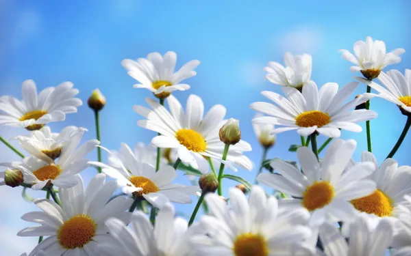 White_Daisy_Flower_Seeds_Pack_For_Garden_Planting