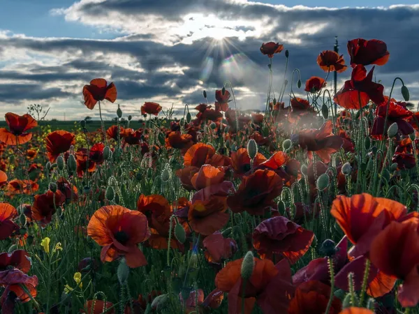 Red_Poppy_Field_Landscape_Wall_Art_Print