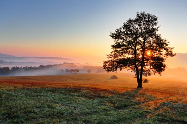 Golden_Sunrise_Meadow_Landscape_Wall_Art