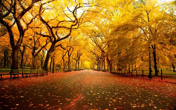 Autumn_Avenue_Scenic_Wall_Art