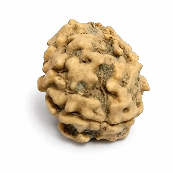 2_Mukhi_Rudraksha_North_Indian