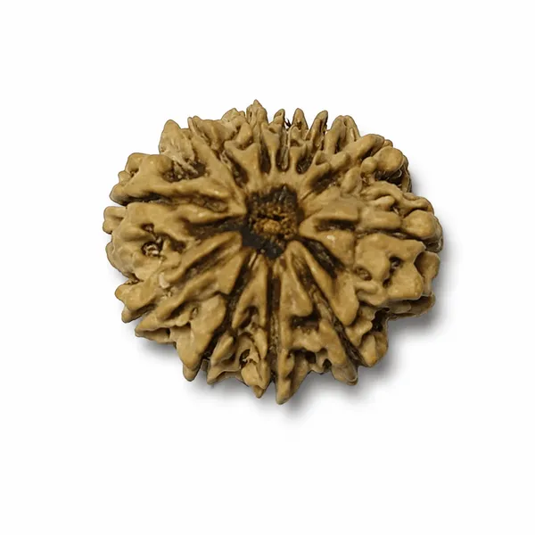 11_Mukhi_Rudraksha_Nepali