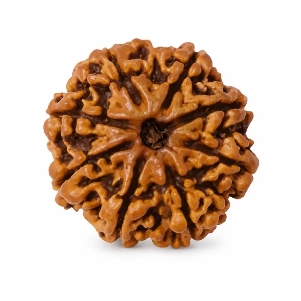 8_Mukhi_Rudraksha_Nepali