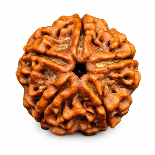 5_Mukhi_Rudraksha_Nepali