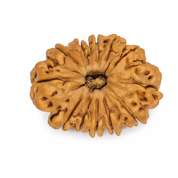 12_Mukhi_Rudraksha_Nepali