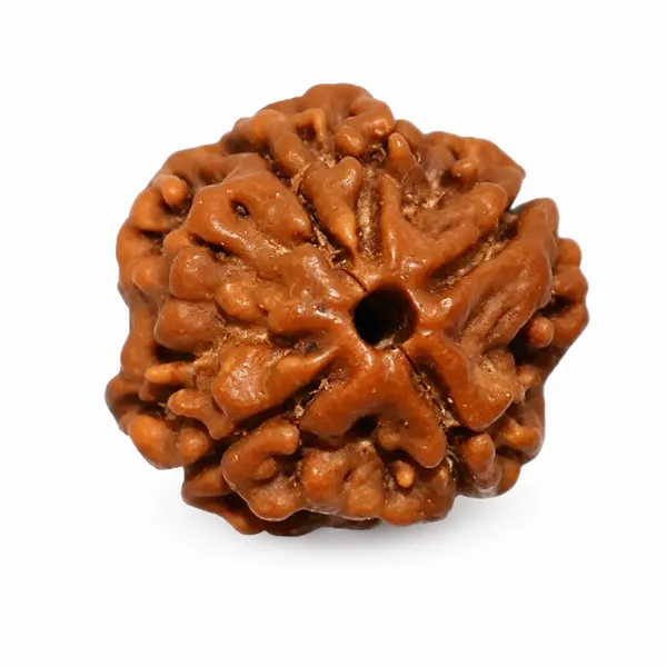 4_Mukhi_Rudraksha_Nepali