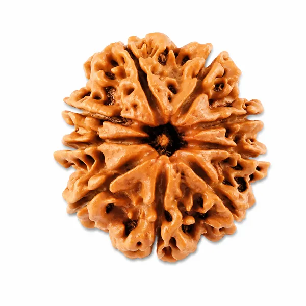 9_Mukhi_Rudraksha_Nepali