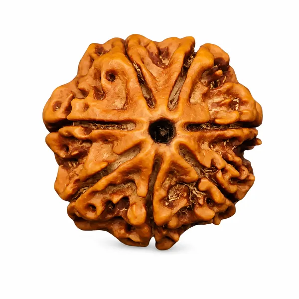 7_Mukhi_Rudraksha_Nepali