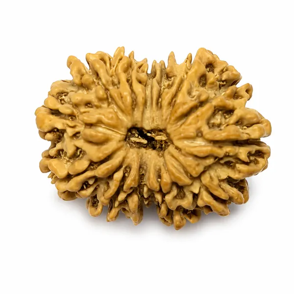 13_Mukhi_Rudraksha_Nepali