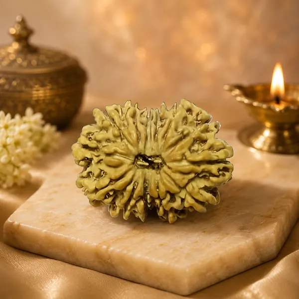 13_Mukhi_Rudraksha_Nepali