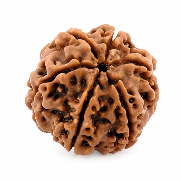 6_Mukhi_Rudraksha_Nepali