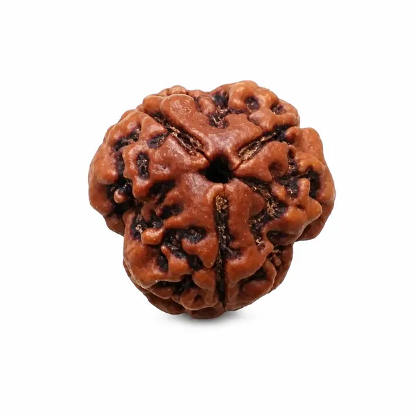 3_Mukhi_Rudraksha_Nepali_Normal_Size