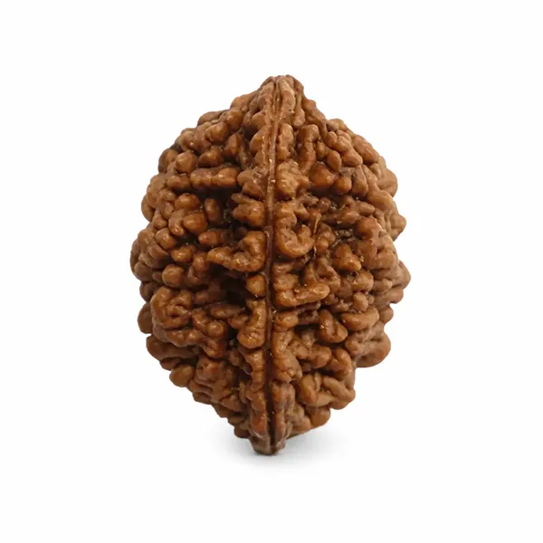 2_Mukhi_Rudraksha_South_Indian