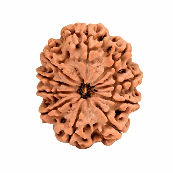 10_Mukhi_Rudraksha_Nepali