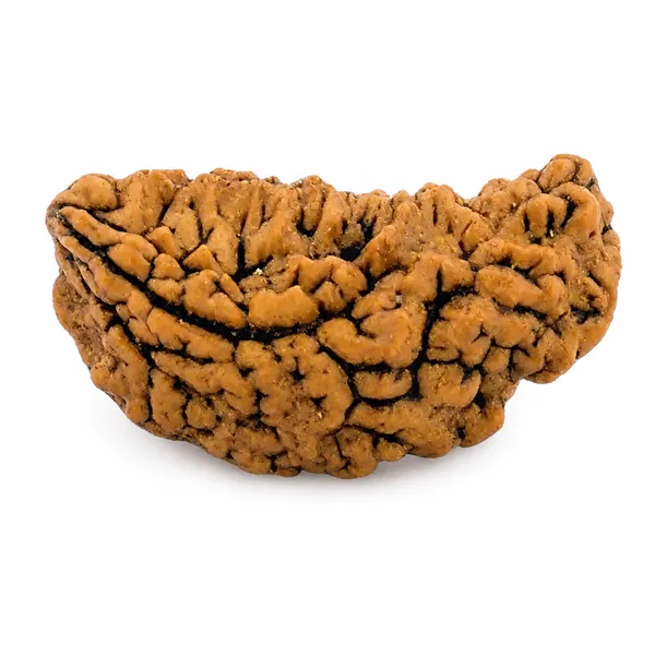 1_Mukhi_Moon_Shaped_Rudraksha