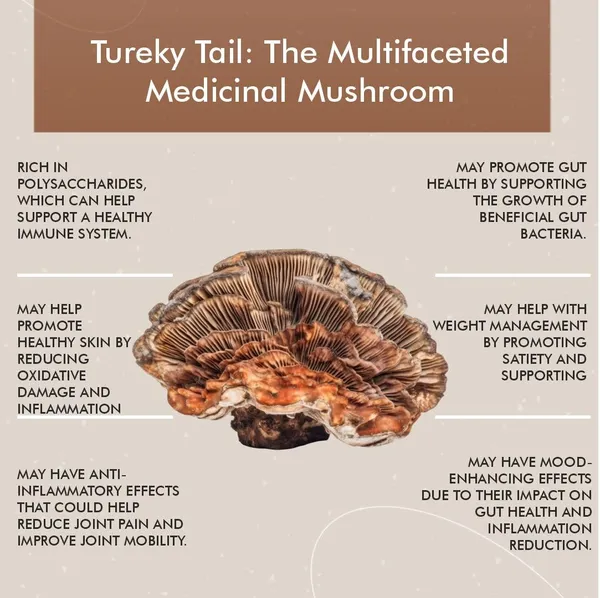 Vitaminnica_Turkey_Tail_Mushroom_Extract_Immunity_Capsules