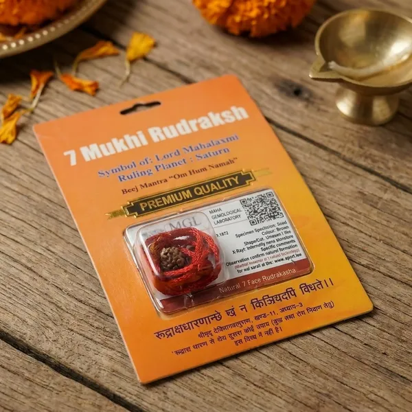 Indonesian_7_Mukhi_Rudraksha