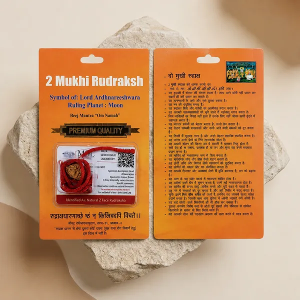 Indonesian_2_Mukhi_Rudraksha