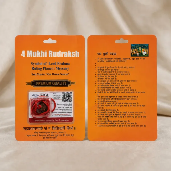 Indonesian_4_Mukhi_Rudraksha