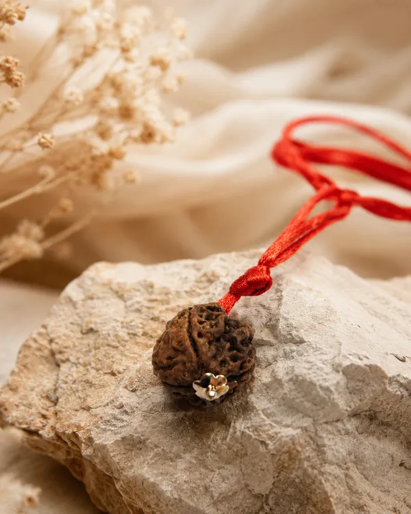 Indonesian_4_Mukhi_Rudraksha