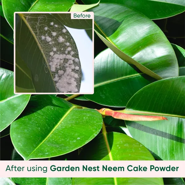 Neem_Cake_Powder_Organic_Fertilizer