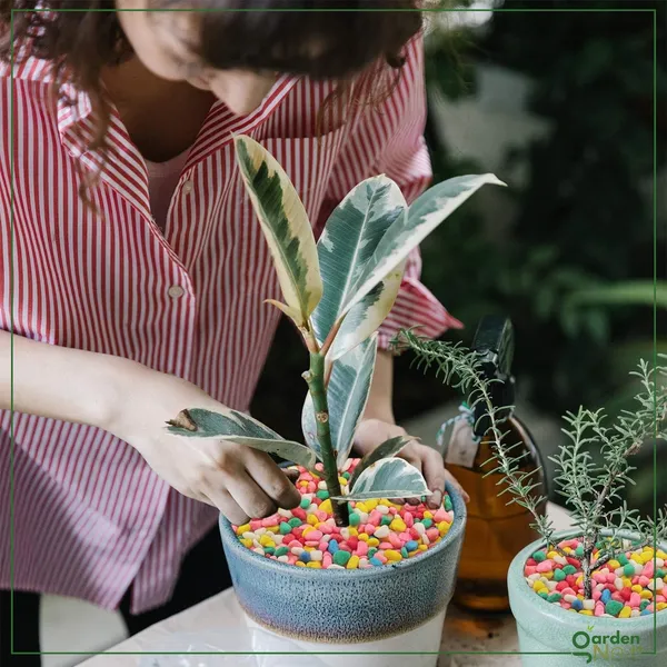Decorative_Pebbles_For_Plants_And_Aquariums
