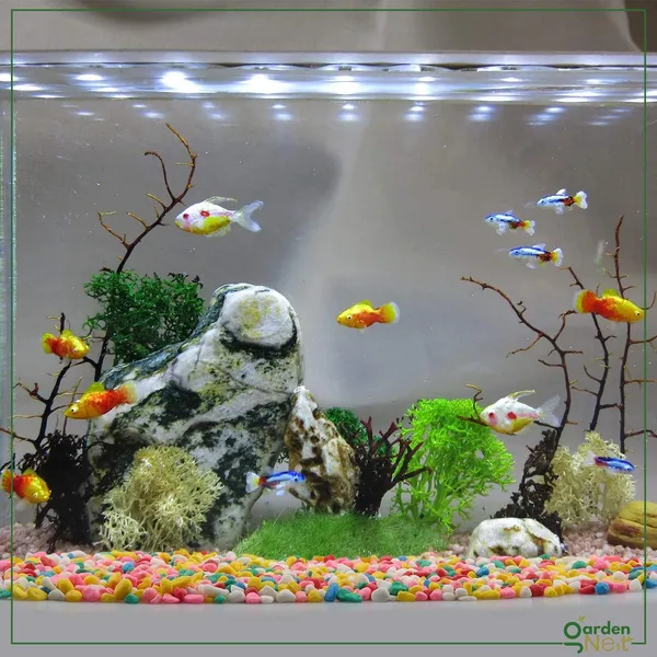 Decorative_Pebbles_For_Plants_And_Aquariums