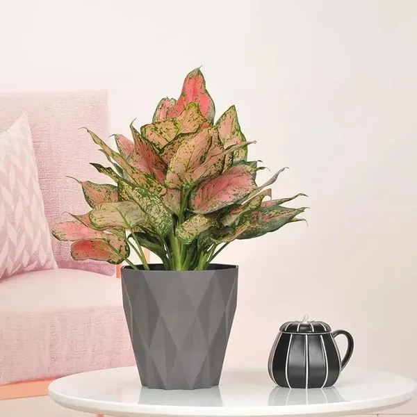 Plastic_Round_Flower_Pot_Pack_Of_5