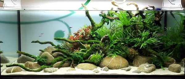 Natural_Aquarium_Pebbles_For_Plantedtank,_Aquascaping_&_Home_Decor