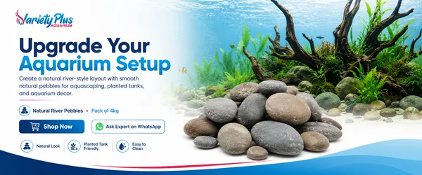 Natural_Aquarium_Pebbles_For_Plantedtank,_Aquascaping_&_Home_Decor
