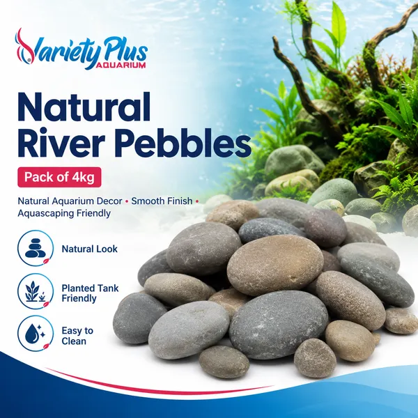 Natural_Aquarium_Pebbles_For_Plantedtank,_Aquascaping_&_Home_Decor