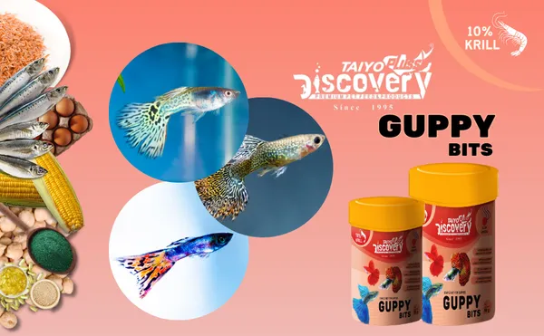 Taiyo_Pluss_Discovery_Guppy_Bits_-_50_G_|_Staple_Diet_For_Guppies_|_Slow_Sinking_Food_For_Guppies,_Mollys,_Barb,_Tetra_And_All_Small_Surface_Eating_Fishes_-_Pack_Of_2