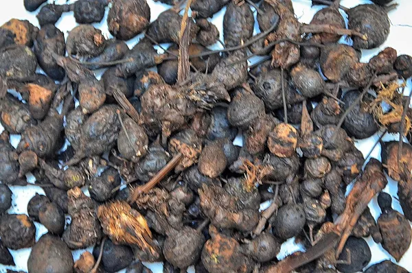 Unknown_–_Nut_Grass/_Nagarmotha/_Java_Grass/_Purple_Nutsedge/_So_Ab_Kufi/_Musta/_Cyperus_Rotundus/_नागरमोथा_–_400G
