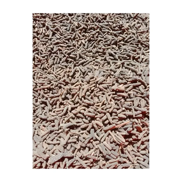 Unknown_-_Pan_Pimpali/_Long_Pepper/_Pipar/_Filfil_Daraz/_Pipli/_Choti_Pipali_–_100G