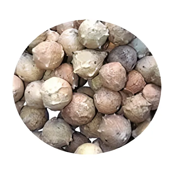 Vinarghya_–_Majuphal/_Manjuphal/_Majufal/_Mazu/_Quercus_Infectoria/_Mayaphala/_माजुफळ_–_100G