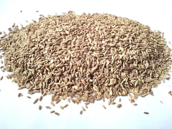 Vinarghya_–_Shepu_Seed/_Soyo/_Dill/_Sadapa_Vittulu/_Suva/_Mhashishop/_Satakuppi/_Saluka/_Shibith/_Shatapushpa_/_शेपू_-250G