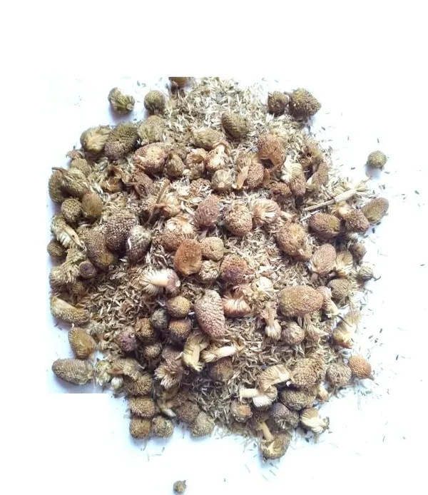 Vinarghya_-_Akkalkada/_Pyrethrum/_Akkalkara/_Akallaka/_Kulekhara/_Akarakara/_Akkalkaro/_Akkalgaro/_Akravu/_Aquaraqarha_-_100G