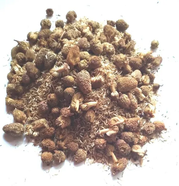Vinarghya_-_Akkalkada/_Pyrethrum/_Akkalkara/_Akallaka/_Kulekhara/_Akarakara/_Akkalkaro/_Akkalgaro/_Akravu/_Aquaraqarha_-_100G