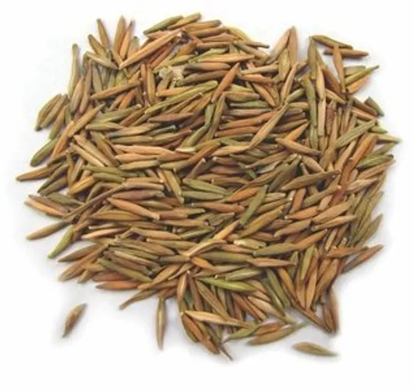 Vinarghya_-_Indrajao/_Indrajou/_Indrajava/_Dudhalo/_Tiraj/_Kuda/_Wrightia_Tinctoria_-_100G