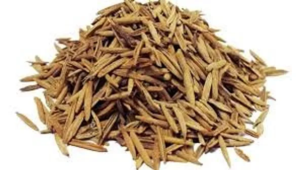 Vinarghya_-_Indrajao/_Indrajou/_Indrajava/_Dudhalo/_Tiraj/_Kuda/_Wrightia_Tinctoria_-_100G