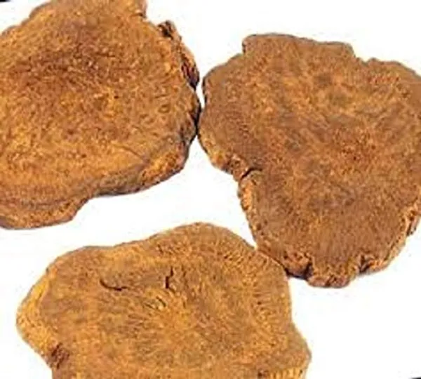 Vinarghya_Revchini_Revanchini_Revand_Chini_Indian_Rhubarb_Rawash_Rheumemodi_Nettureval_Chini_Nethurewal_Chini_रेवंचिनी_100G