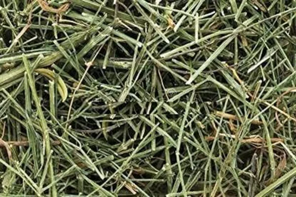 Vinarghya_-_Kadu_Chiraita/_Swertia_Chirata/_Kalmegh/_Bitterstick/_Chiretta/_Kiraita/_Charatin/_Charaita/_Kariyatum/_Kiratatikta/_Nilavippa/_Nilavemu_-_100G